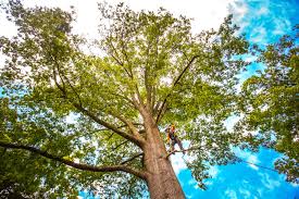 Best Lot and Land Clearing  in Roebling, NJ