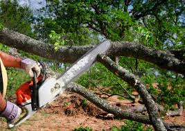 Best Tree Mulching  in Roebling, NJ
