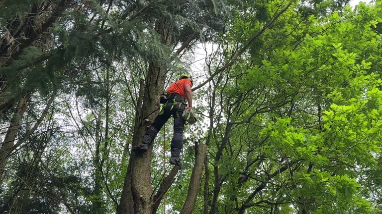 Best Root Management and Removal  in Roebling, NJ