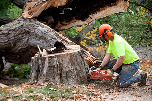 Best Tree Maintenance Programs  in Roebling, NJ