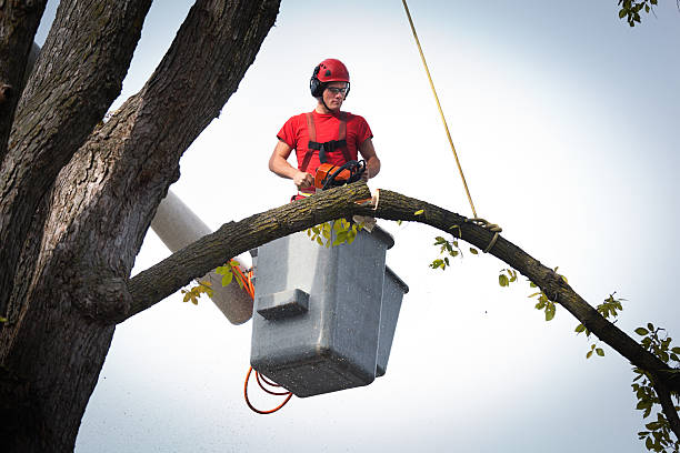 Best Tree and Shrub Care  in Roebling, NJ