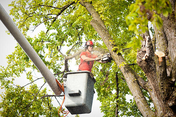 Best Root Management and Removal  in Roebling, NJ