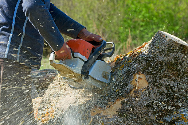 Best Tree Preservation Services  in Roebling, NJ