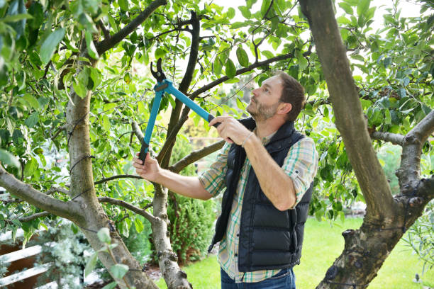 Best Tree Health Inspection  in Roebling, NJ